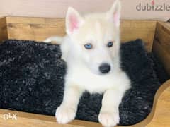 Beautiful Siberian husky puppies for adoption 0