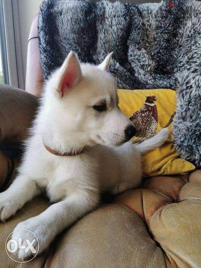 Beautiful Siberian husky puppies for adoption 1