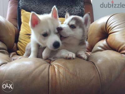 Beautiful Siberian husky puppies for adoption 2