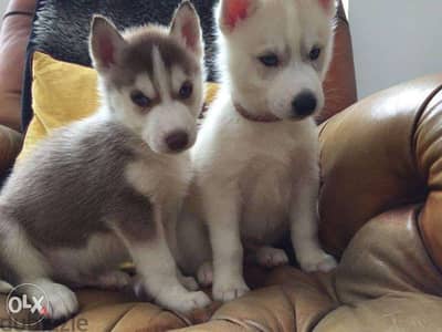 Beautiful Siberian husky puppies for adoption 3