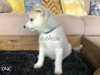 Beautiful Siberian husky puppies for adoption 4
