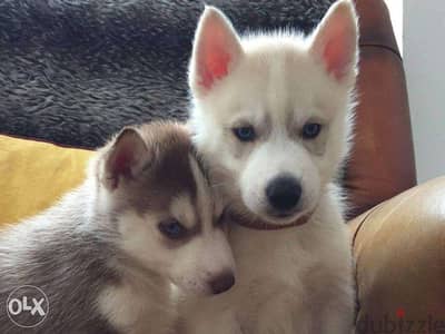 Beautiful Siberian husky puppies for adoption 5