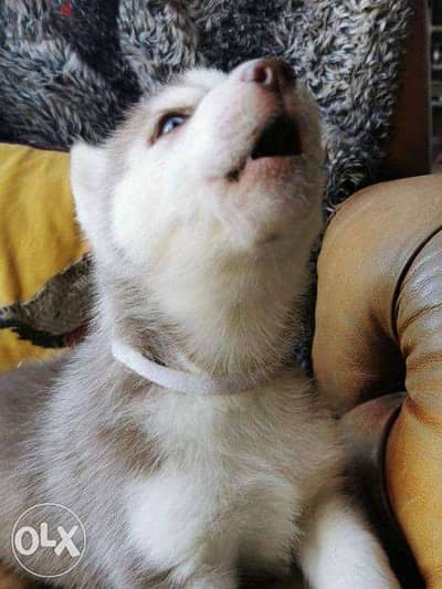 Beautiful Siberian husky puppies for adoption 6