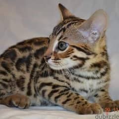 Bengal kittens for adoption 0