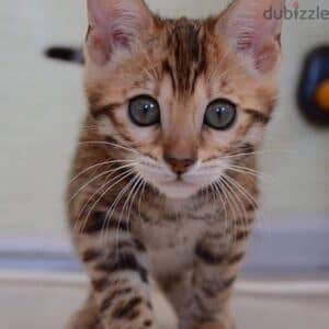 Bengal kittens for adoption 3