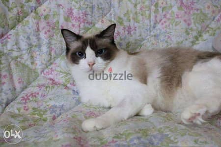 Beautiful Rag doll for sale and adoption 6