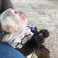 Home Raised Healthy Capuchin Monkey Whatsapp (+1 302 393 5258) 0