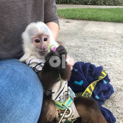 Home Raised Healthy Capuchin Monkey Whatsapp (+1 302 393 5258) 1