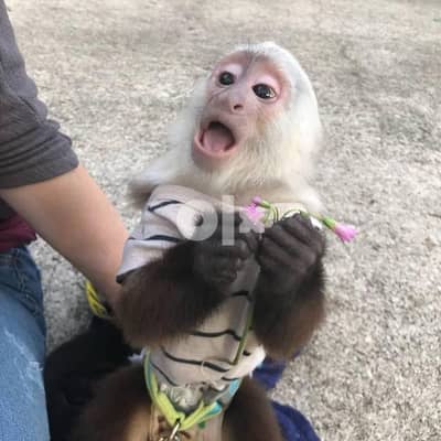 Home Raised Healthy Capuchin Monkey Whatsapp (+1 302 393 5258) 2
