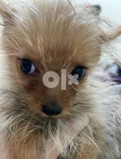 Pomeranian +Yorkshire  terrier female 0