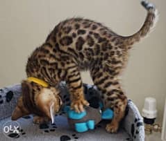 Beautiful Bengal Kittens for adoption and sale 0