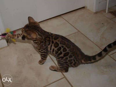 Beautiful Bengal Kittens for adoption and sale 3