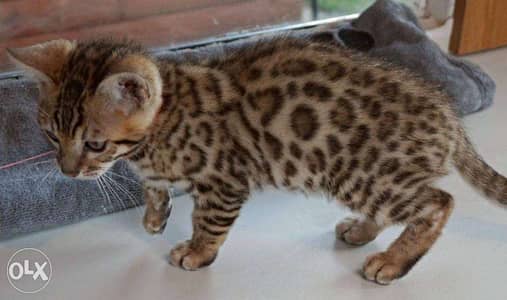 Beautiful Bengal Kittens for adoption and sale 4