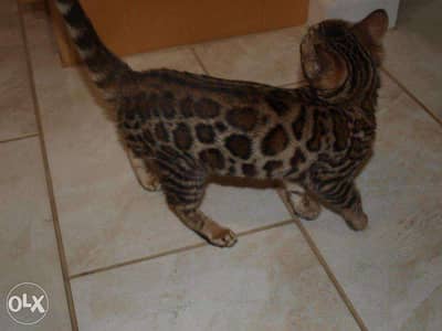 Beautiful Bengal Kittens for adoption and sale 5