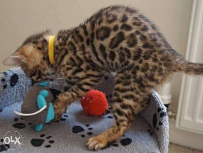 Beautiful Bengal Kittens for adoption and sale 6