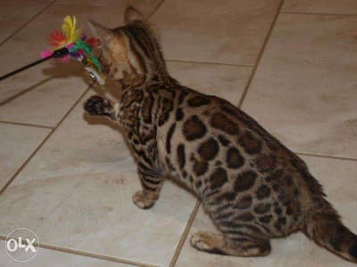 Beautiful Bengal Kittens for adoption and sale 7